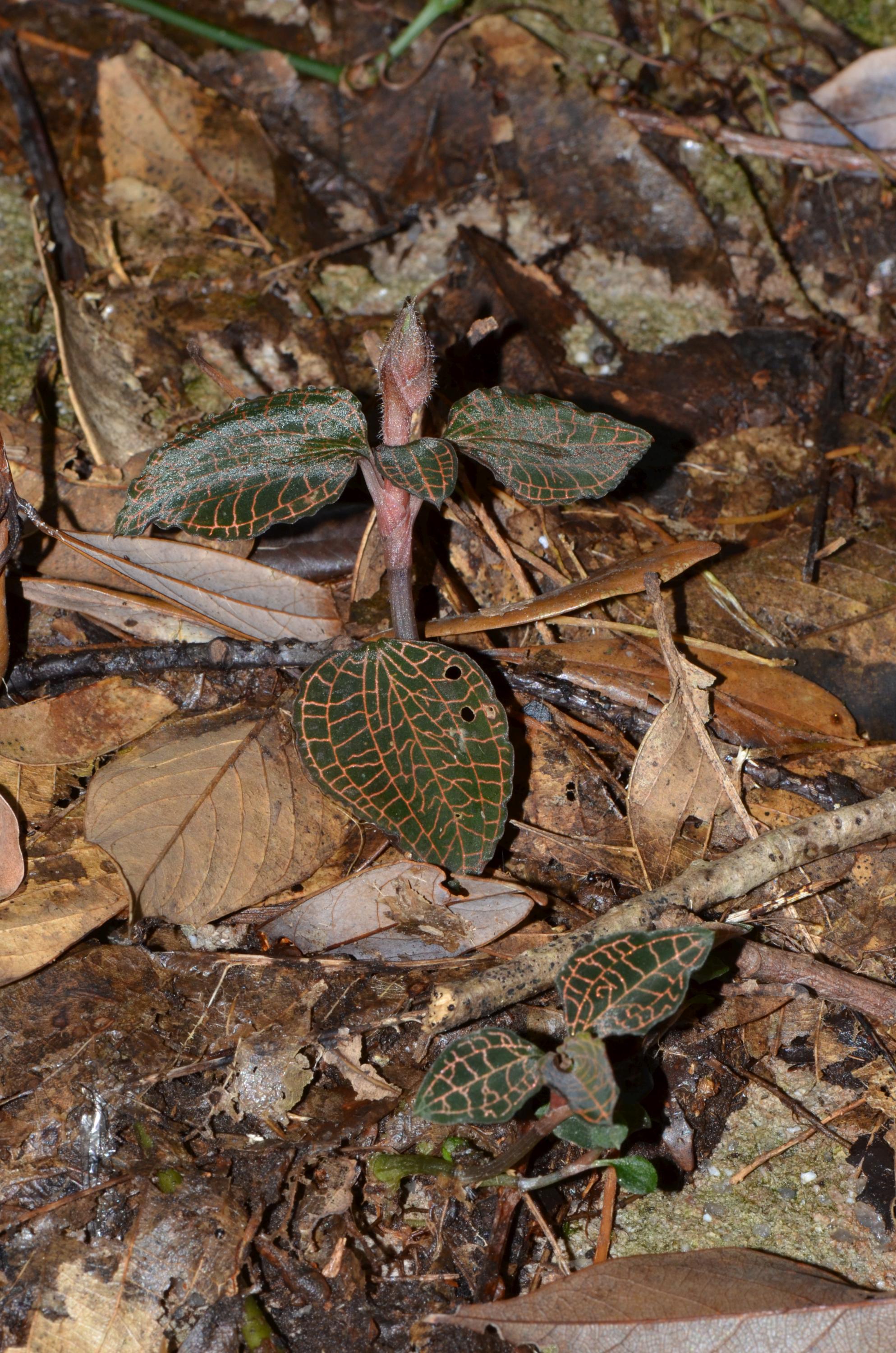 Anoectochilus roxburghii – eFlora of India